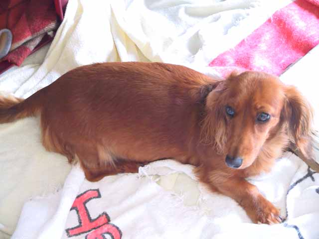 This picture is for quick loading of picture.