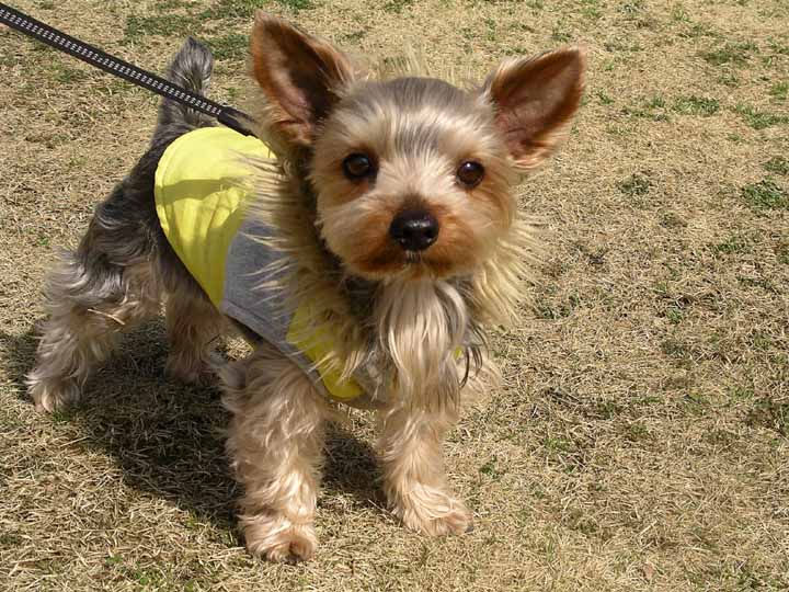 This picture is for quick loading of picture.