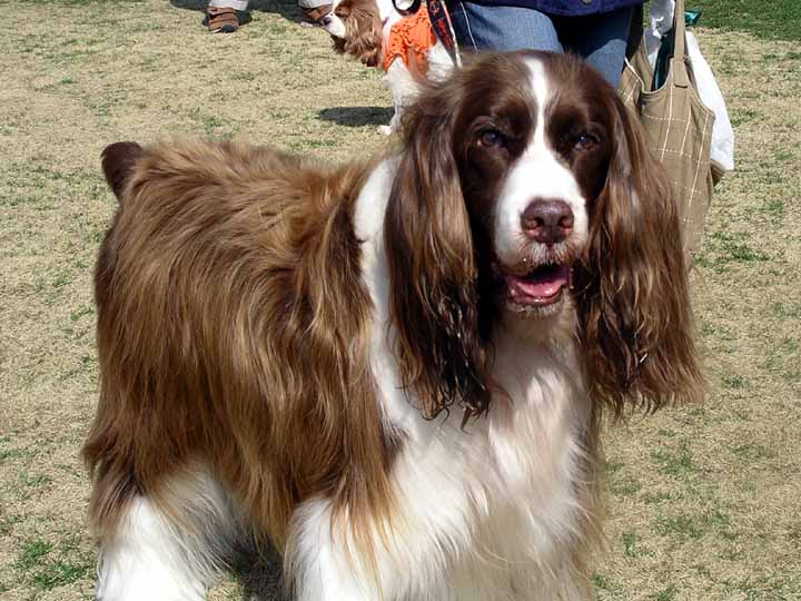 This picture is for quick loading of picture.