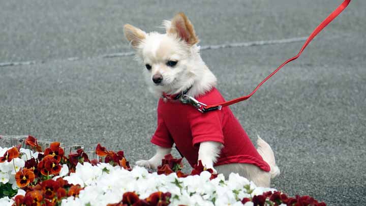 This picture is for quick loading of picture.