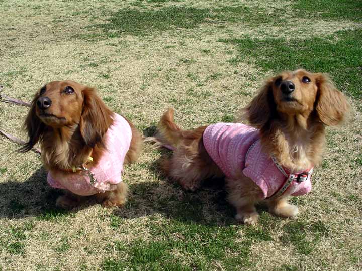 This picture is for quick loading of picture.