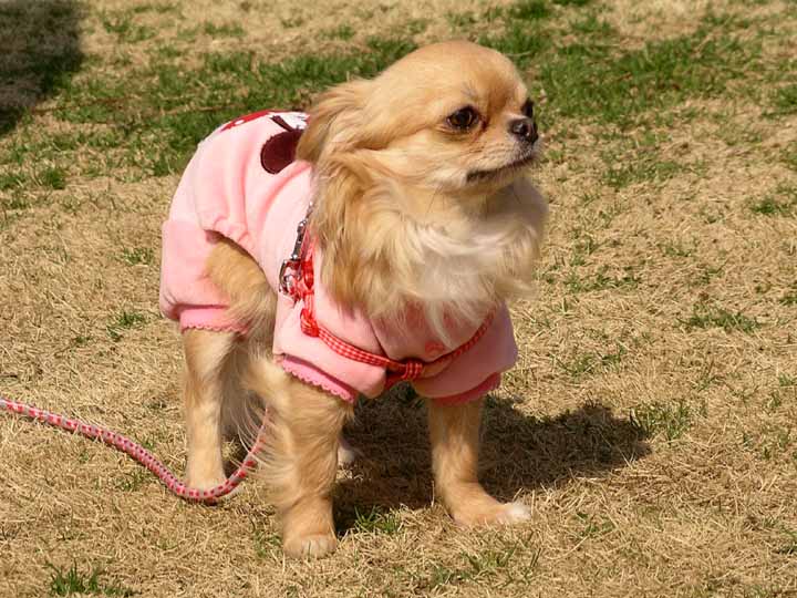 This picture is for quick loading of picture.