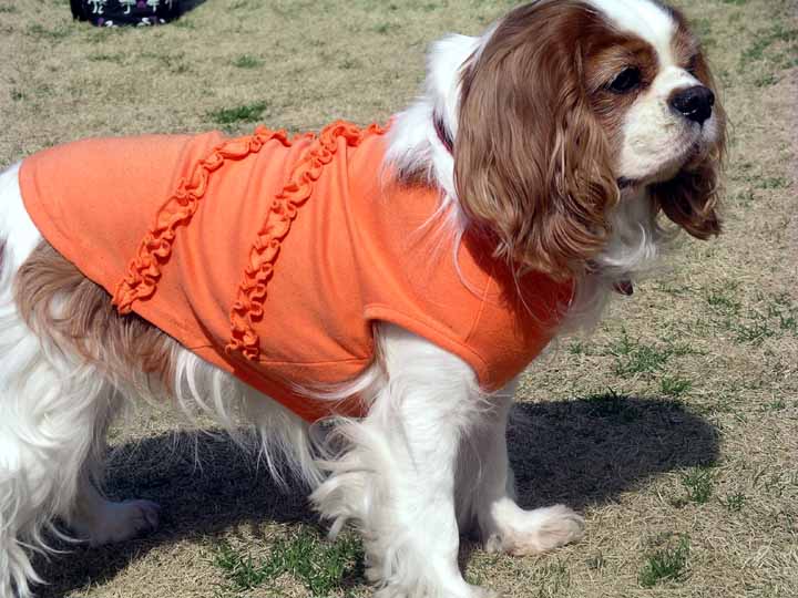 This picture is for quick loading of picture.