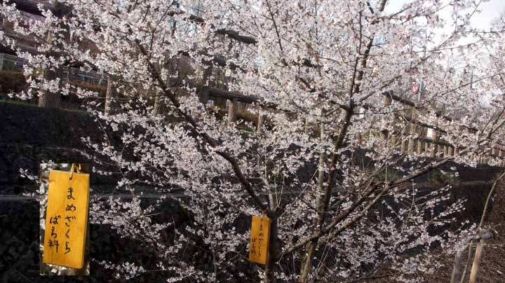 This picture is for quick loading of picture.