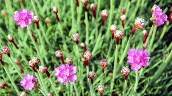 This picture is for quick loading of picture.