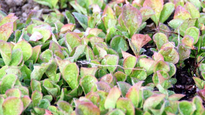 This picture is for quick loading of picture.