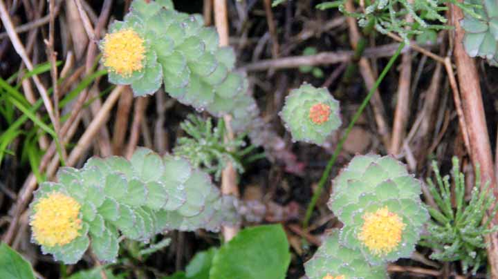 This picture is for quick loading of picture.