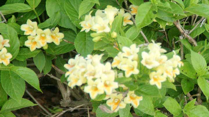 This picture is for quick loading of picture.