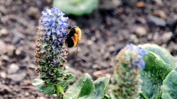 This picture is for quick loading of picture.