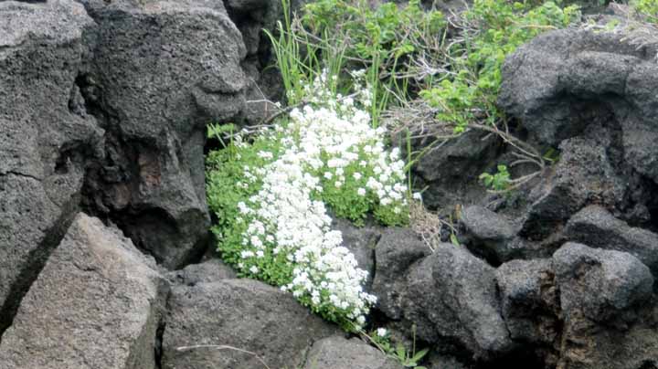 This picture is for quick loading of picture.