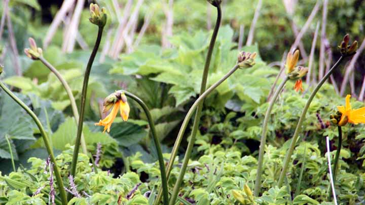 This picture is for quick loading of picture.