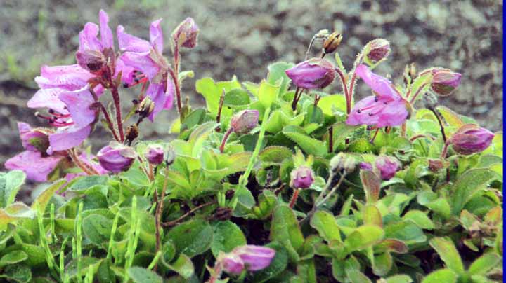 This picture is for quick loading of picture.