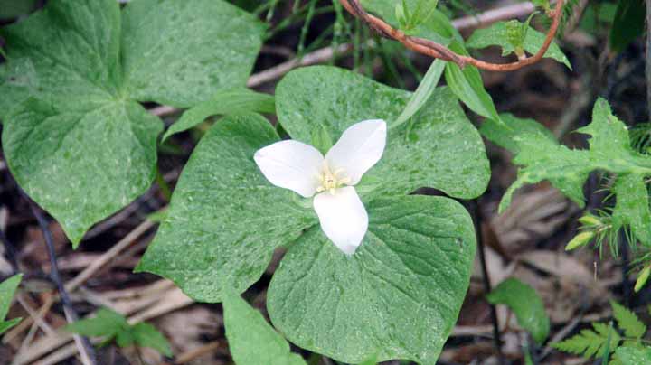 This picture is for quick loading of picture.