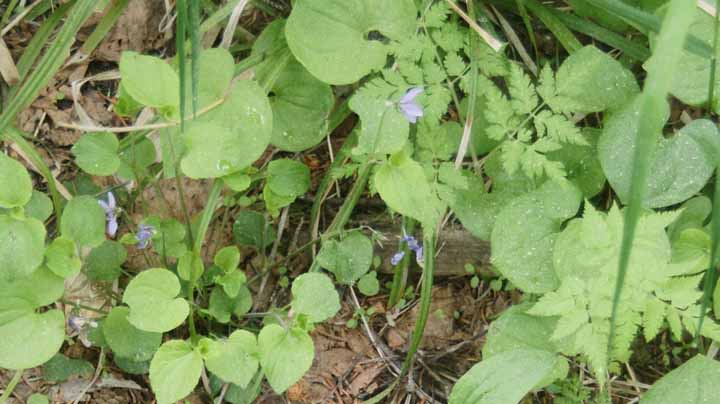 This picture is for quick loading of picture.