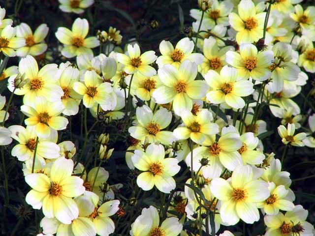 This picture is for quick loading of picture.