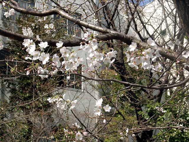 03270001.jpg
 ORG[640 x 480] NOW[ 640 x 480]
(�␳�O�{�����{���␳������100���ŕ\����)