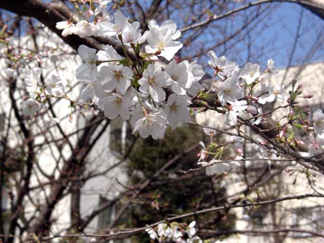 This picture is for quick loading of picture.