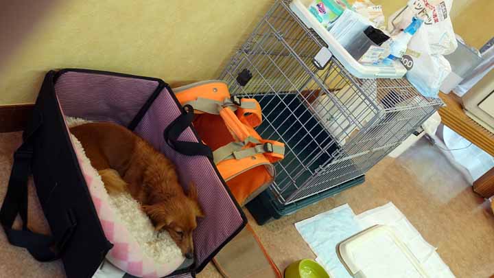 DRA07174.jpg
 ORG[720 x 405] NOW[ 720 x 405]
(�␳�O�{�����{���␳������100���ŕ\����)