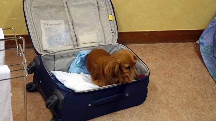 This picture is for quick loading of picture.