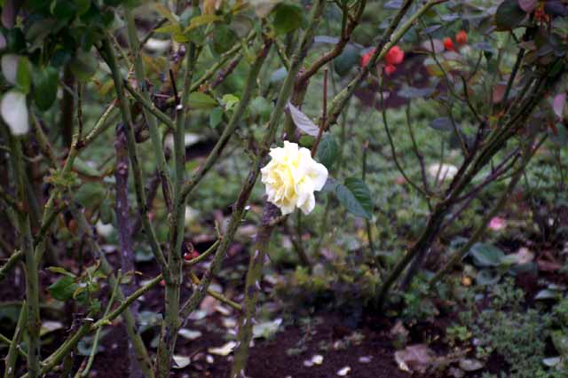 hana0509001.jpg
 ORG[640 x 426] NOW[ 640 x 426]
(�␳�O�{�����{���␳������100���ŕ\����)