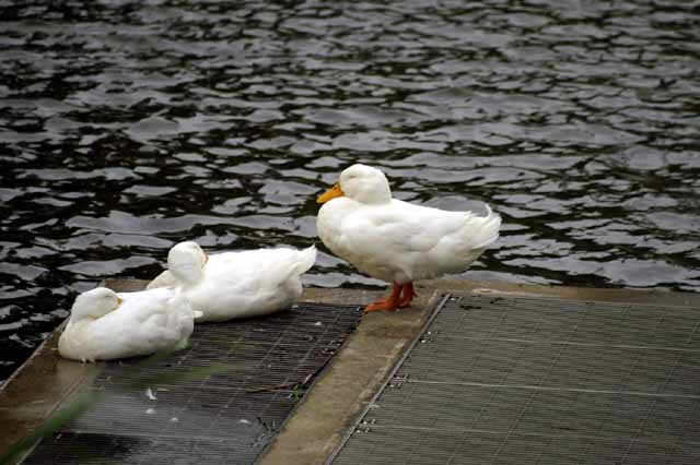 This picture is for quick loading of picture.