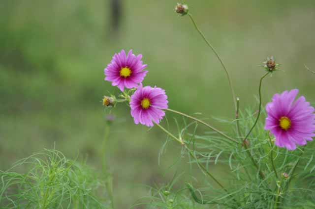 This picture is for quick loading of picture.