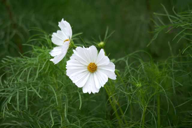 This picture is for quick loading of picture.