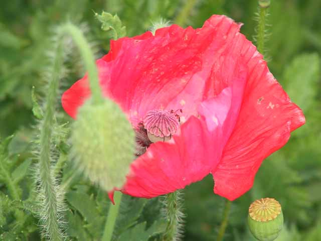 This picture is for quick loading of picture.