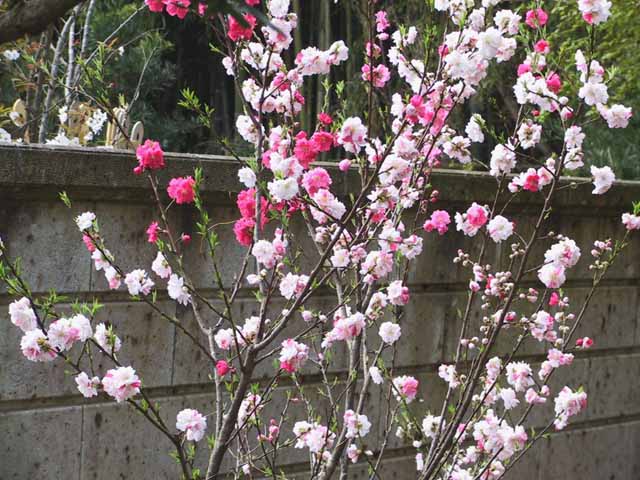 This picture is for quick loading of picture.