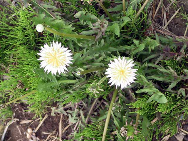 This picture is for quick loading of picture.