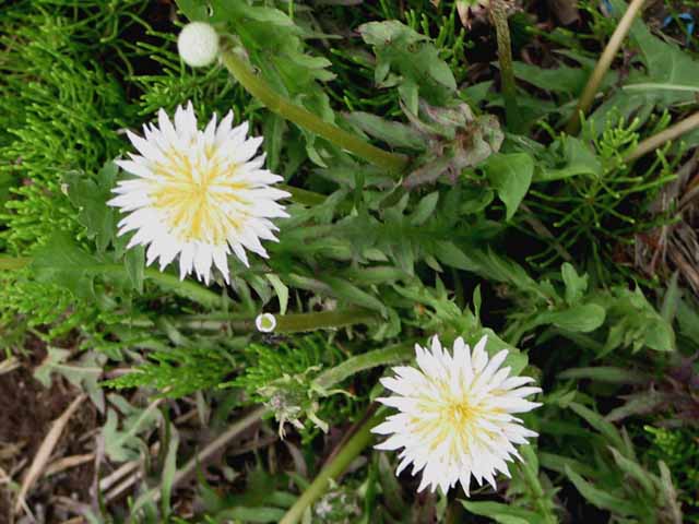 This picture is for quick loading of picture.