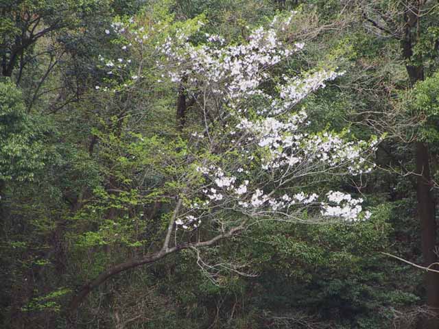 This picture is for quick loading of picture.