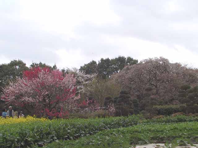 This picture is for quick loading of picture.