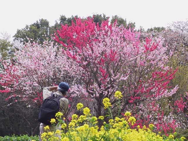 This picture is for quick loading of picture.