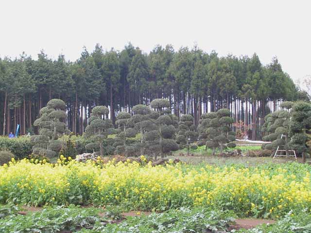 This picture is for quick loading of picture.