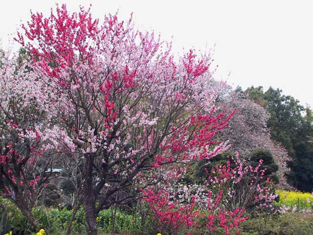 This picture is for quick loading of picture.