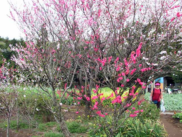 This picture is for quick loading of picture.