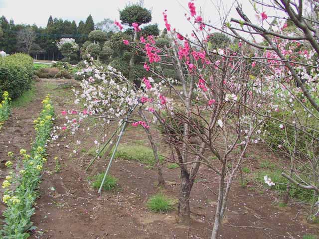 This picture is for quick loading of picture.