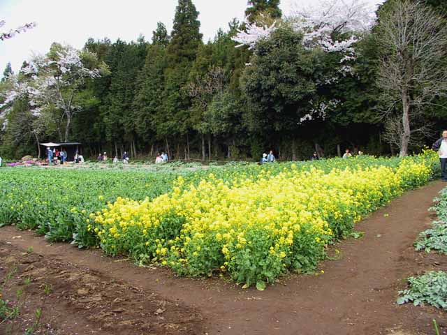 This picture is for quick loading of picture.