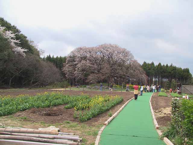 This picture is for quick loading of picture.