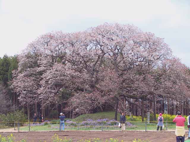 This picture is for quick loading of picture.