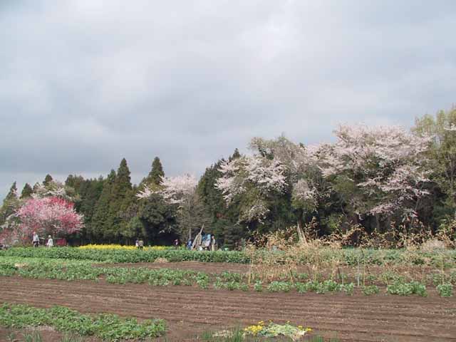 This picture is for quick loading of picture.