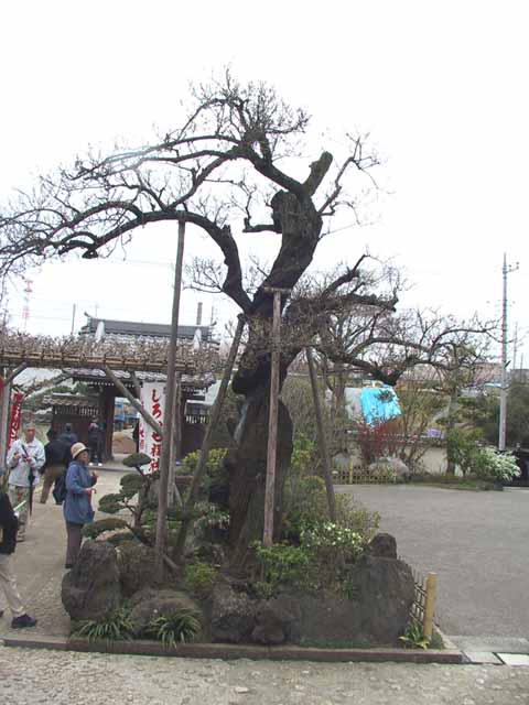 This picture is for quick loading of picture.