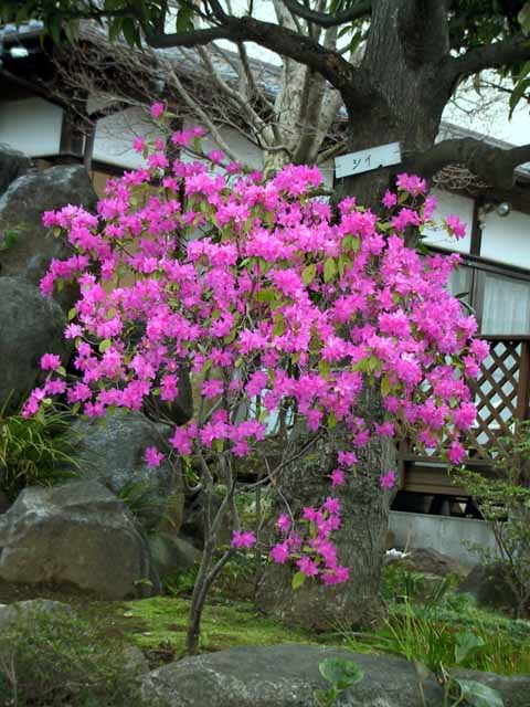 This picture is for quick loading of picture.