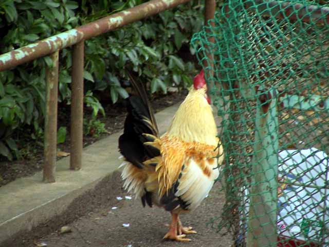 This picture is for quick loading of picture.