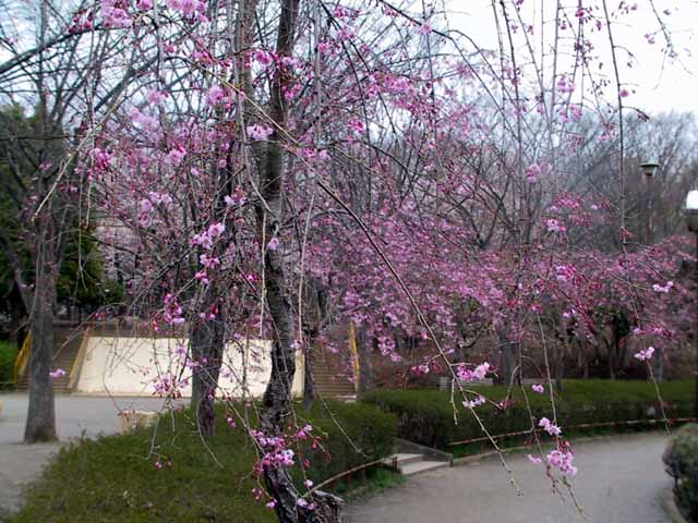 This picture is for quick loading of picture.