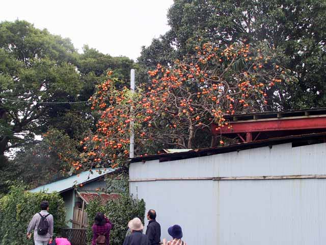 IMG_4160.jpg
 ORG[640 x 480] NOW[ 640 x 480]
(�␳�O�{�����{���␳������100���ŕ\����)