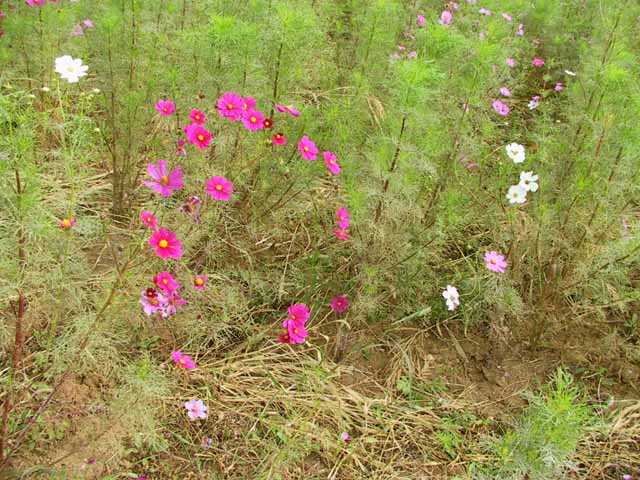 This picture is for quick loading of picture.