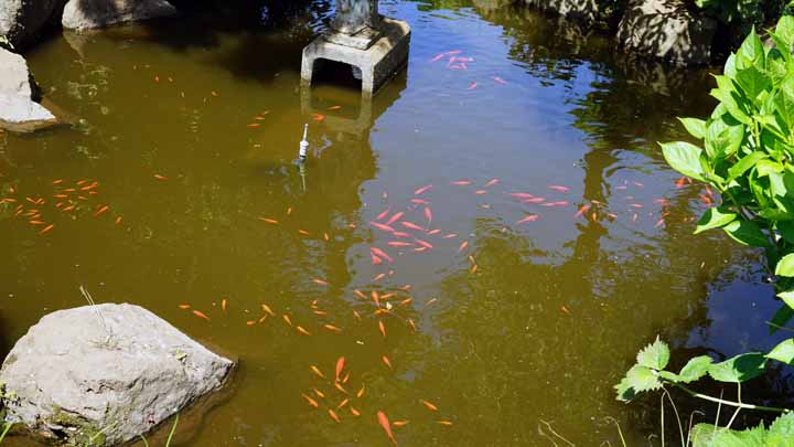 This picture is for quick loading of picture.