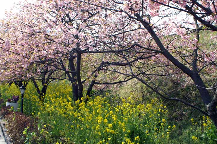 This picture is for quick loading of picture.